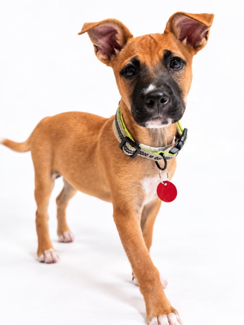 BELL (F) - Pit Bull Terrier available for adoption