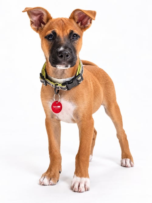 BELL (F) - Pit Bull Terrier available for adoption