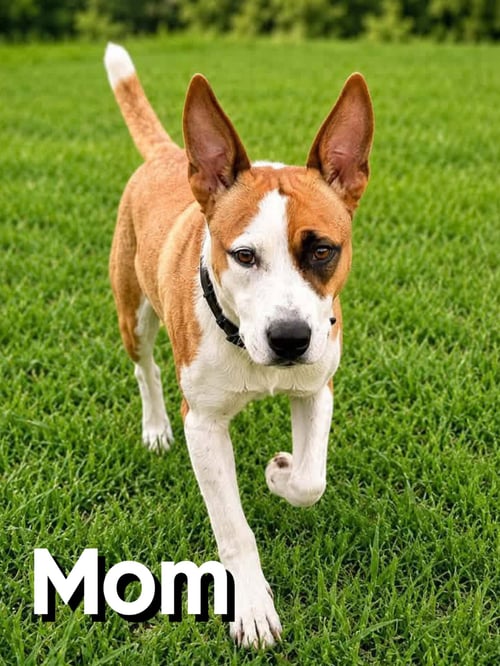 BELL (F) - Pit Bull Terrier available for adoption