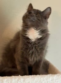 Teddy - Photo 5