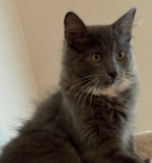 TEDDY - Domestic Long Hair available for adoption