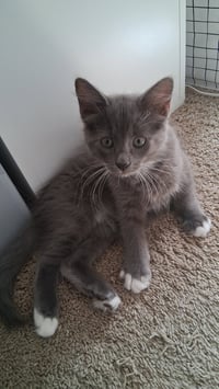 Teddy - Photo 3