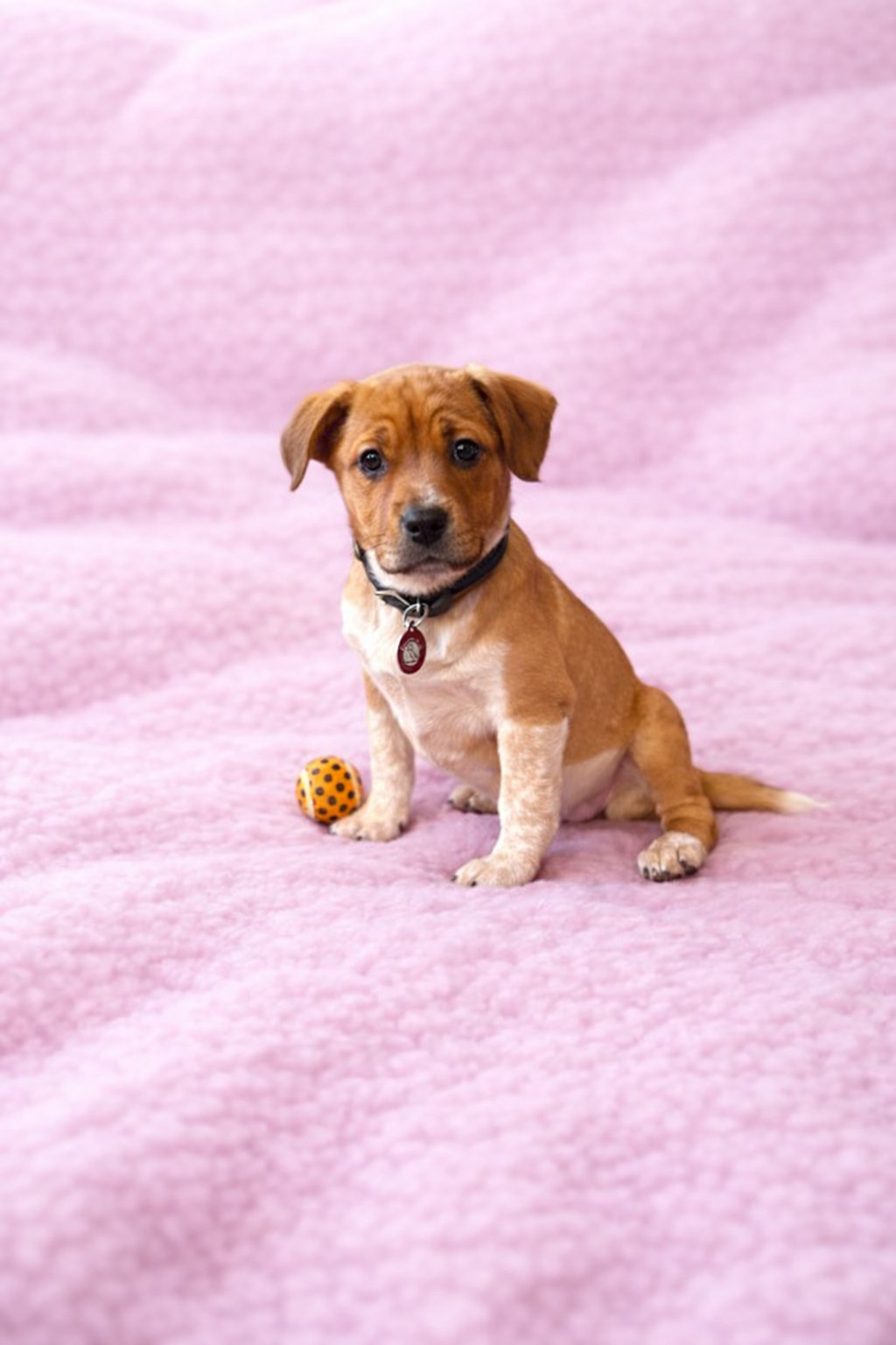 ADELINE - Cattle Dog available for adoption