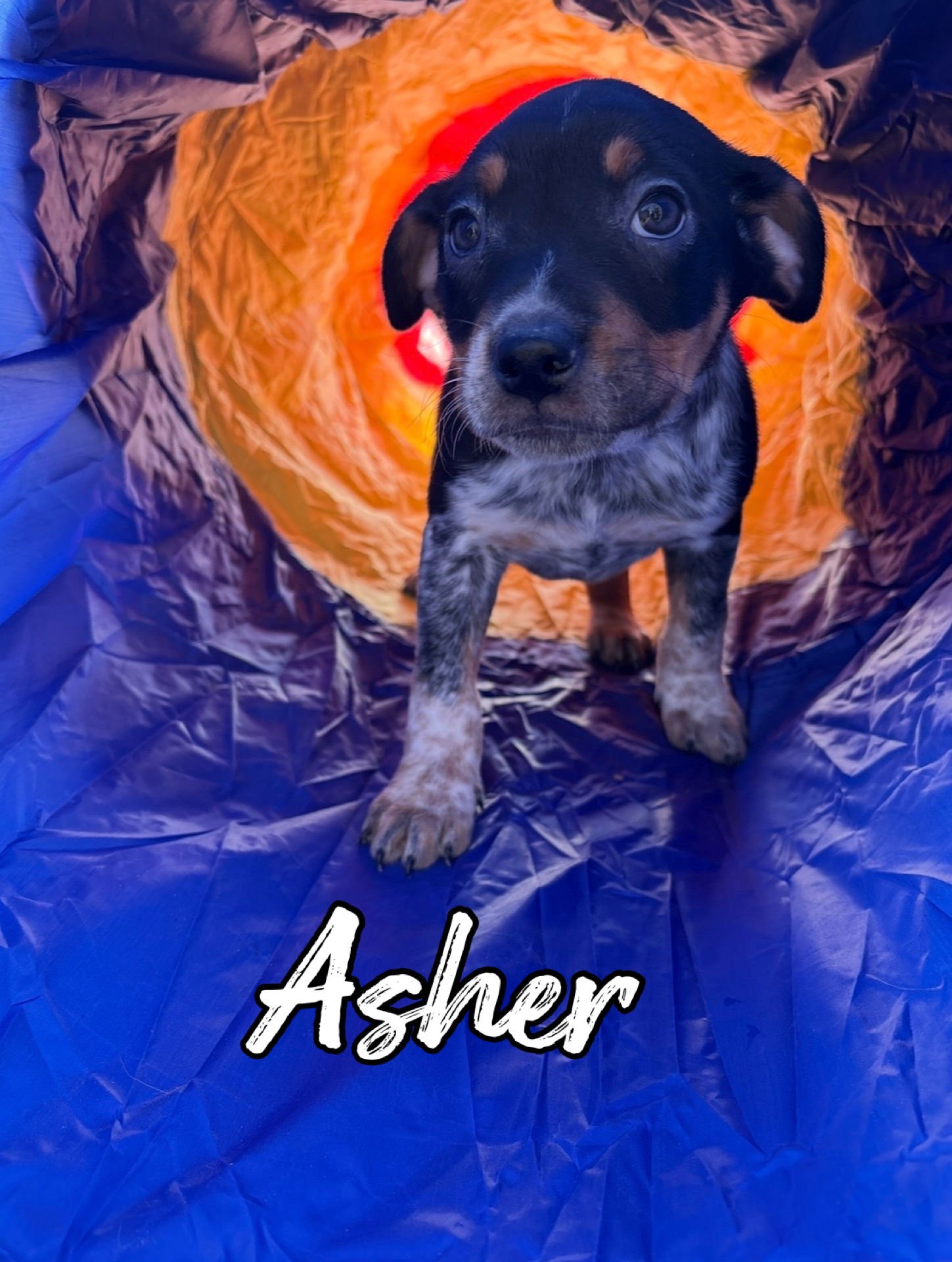 ASHER - Cattle Dog available for adoption