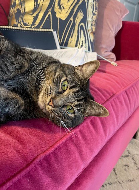 FELICITY - Domestic Short Hair / Tabby available for adoption