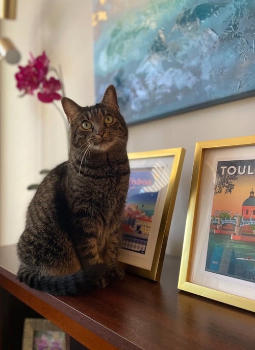 FELICITY - Domestic Short Hair / Tabby available for adoption