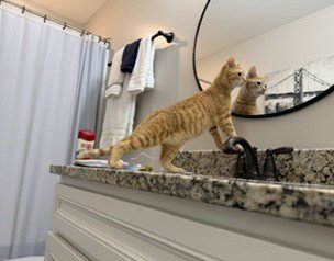 ORANGE SLICE - Domestic Short Hair available for adoption