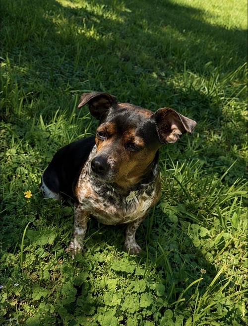 BESSIE - Chihuahua / Beagle available for adoption