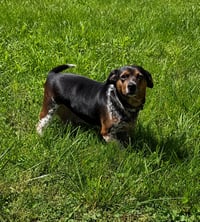 Bessie - Photo 2