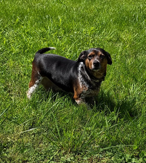 BESSIE - Chihuahua / Beagle available for adoption
