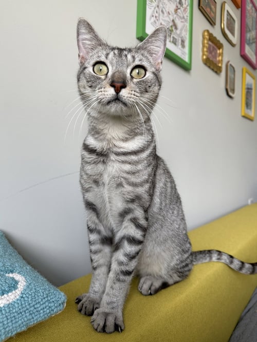 ANGEL - Domestic Short Hair available for adoption