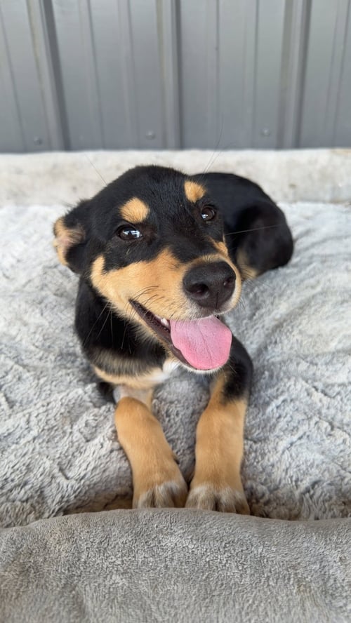 VERDY (F) - Australian Cattle Dog/Blue Heeler available for adoption