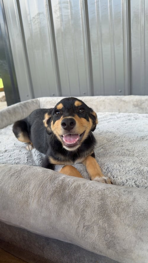 VERDY (F) - Australian Cattle Dog/Blue Heeler available for adoption
