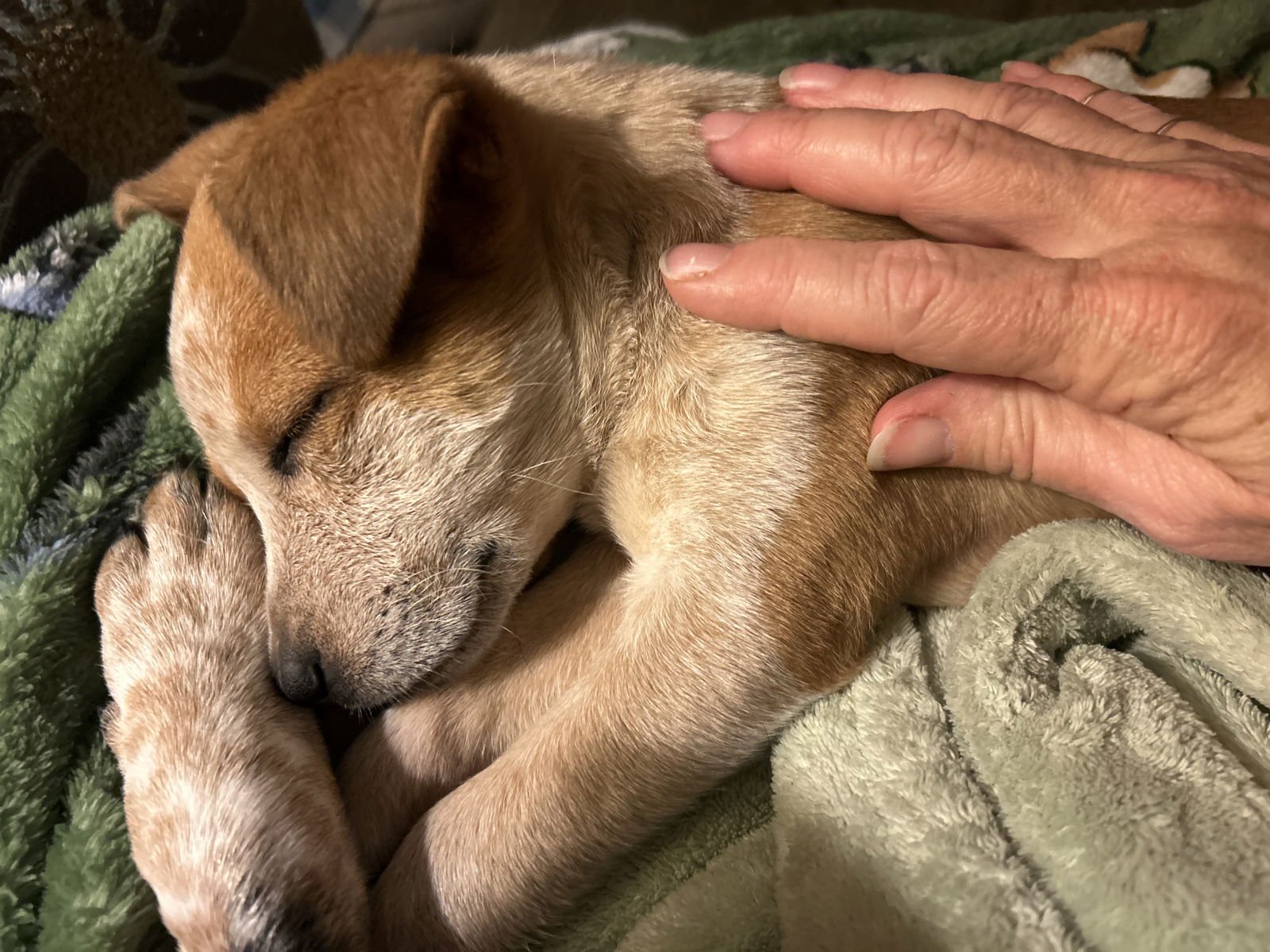 ANNABELLE - Cattle Dog available for adoption