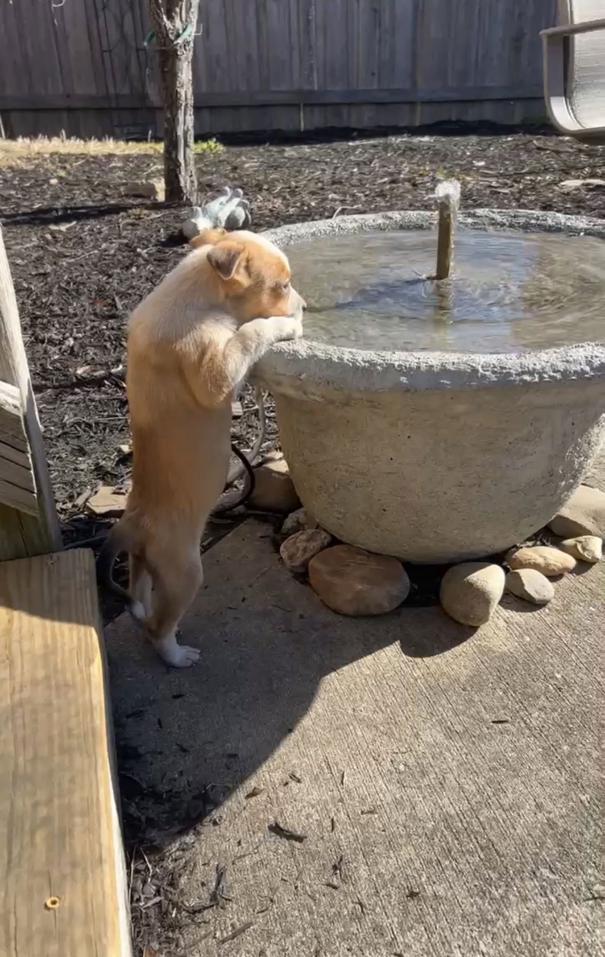 ANNABELLE - Cattle Dog available for adoption