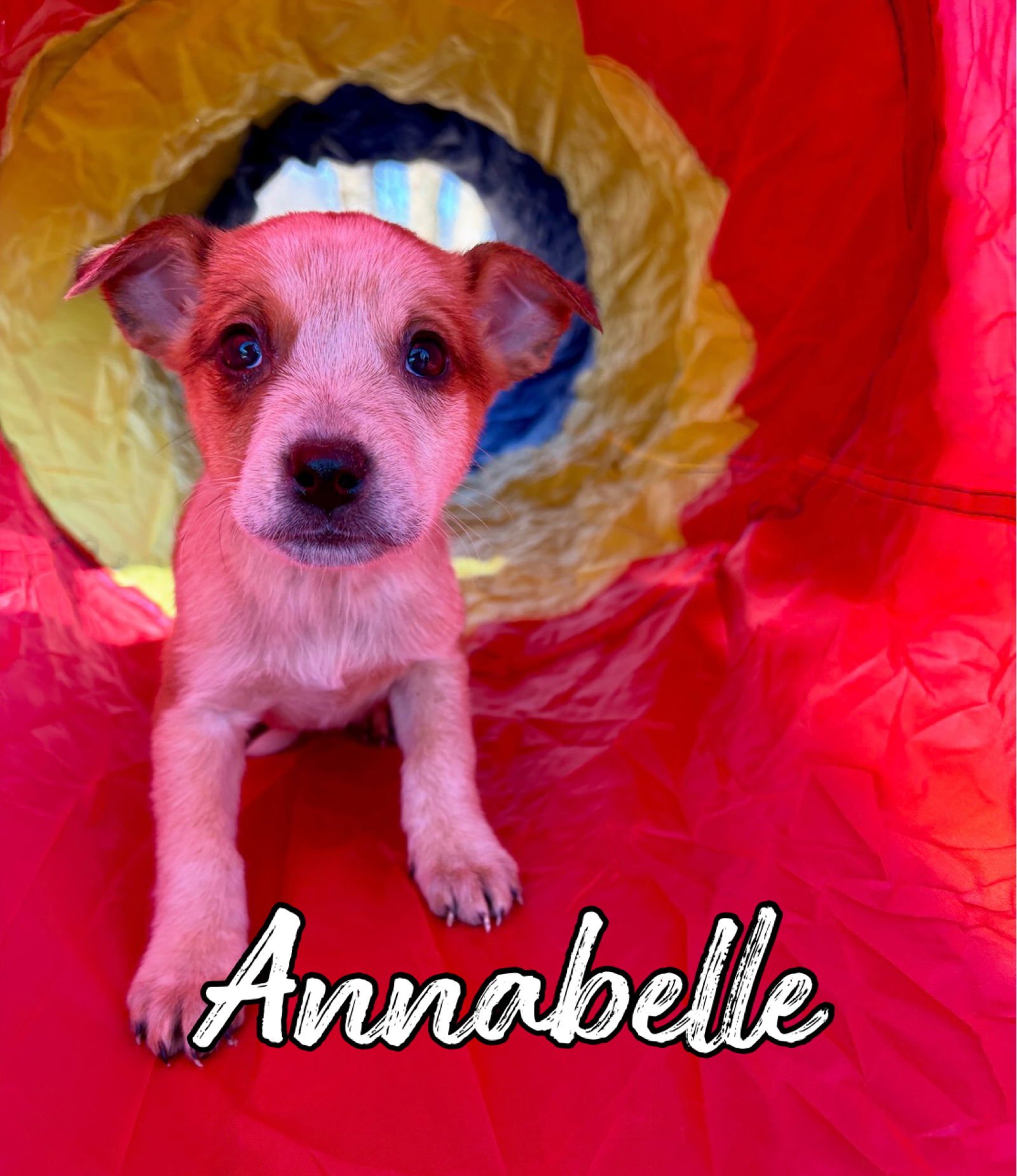 Annabelle - Photo 3