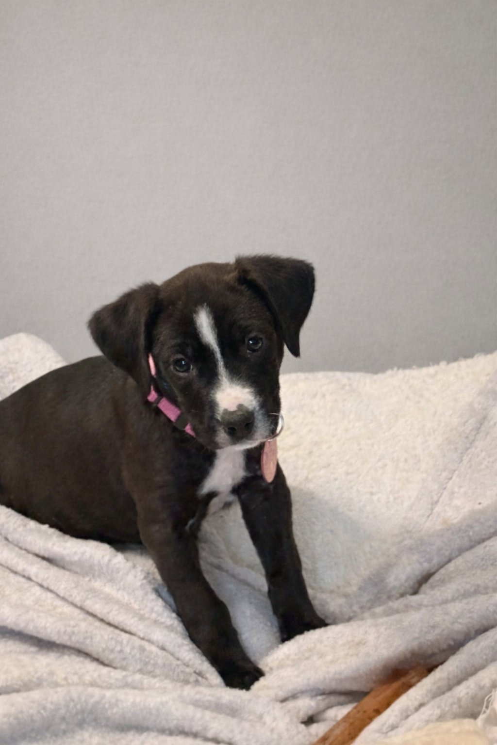 JUNE - Pit Bull Terrier available for adoption