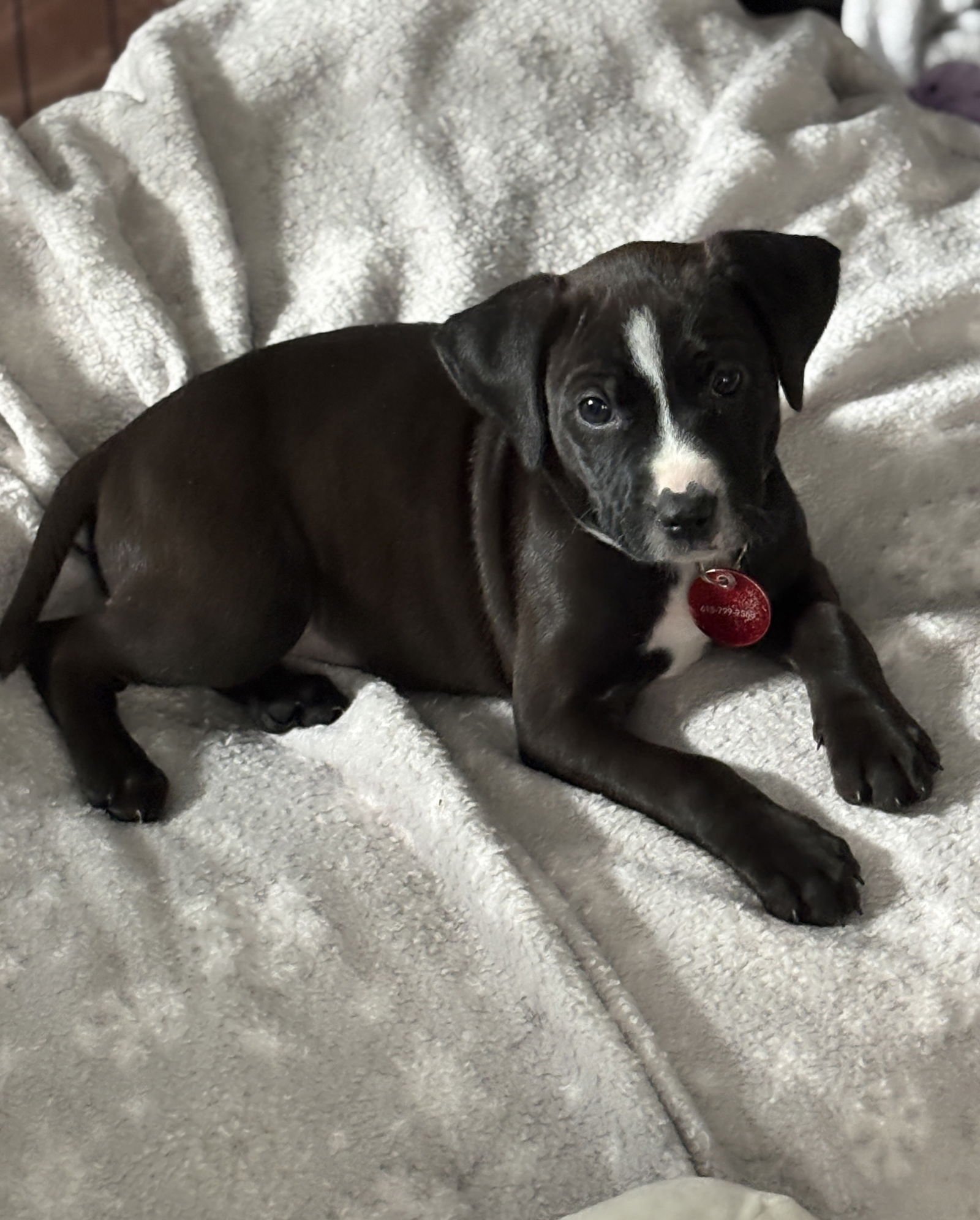 JUNE - Pit Bull Terrier available for adoption