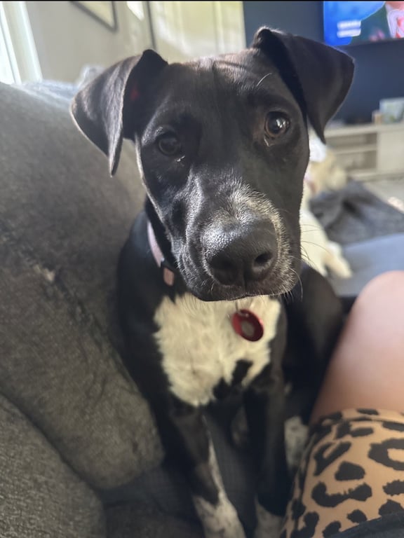 Piper Image