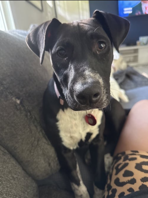 PIPER - Labrador Retriever / Pit Bull Terrier available for adoption