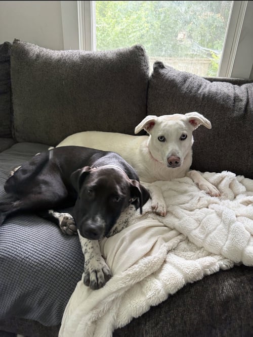 PIPER - Labrador Retriever / Pit Bull Terrier available for adoption