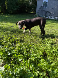 Piper - Photo 3