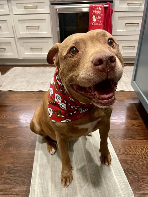 RUBY - Pit Bull Terrier available for adoption