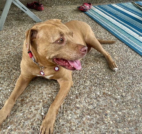 RUBY - Pit Bull Terrier available for adoption