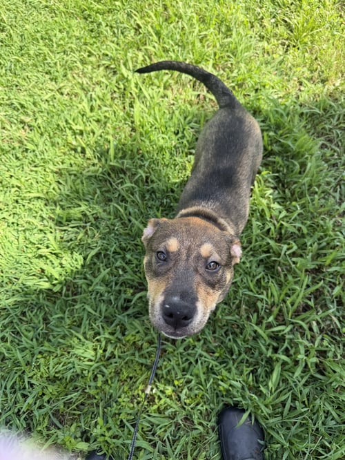 HAZE (M) - Pit Bull Terrier available for adoption
