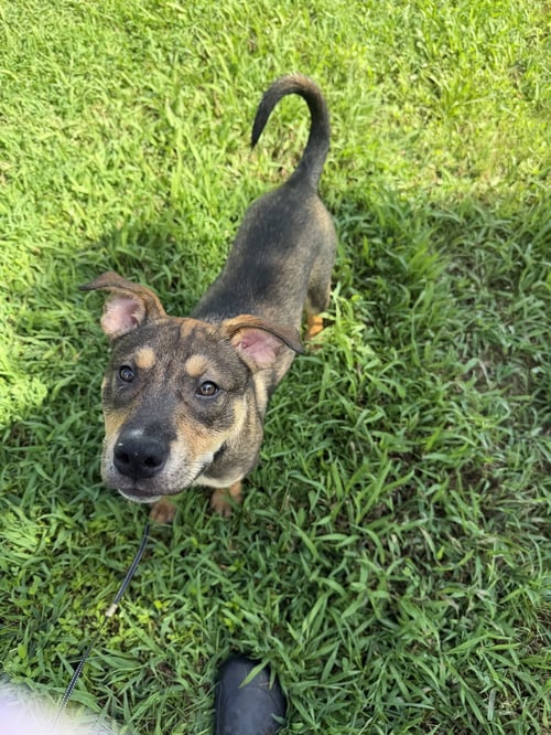 HAZE (M) - Pit Bull Terrier available for adoption