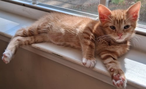 CHESTER