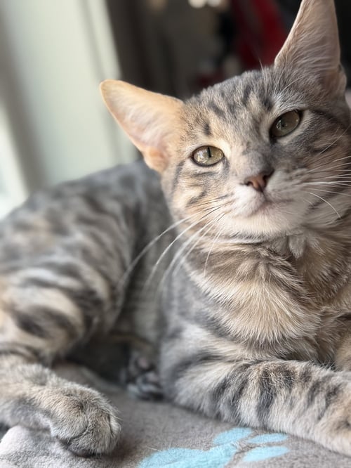 SUNNY - Domestic Short Hair available for adoption