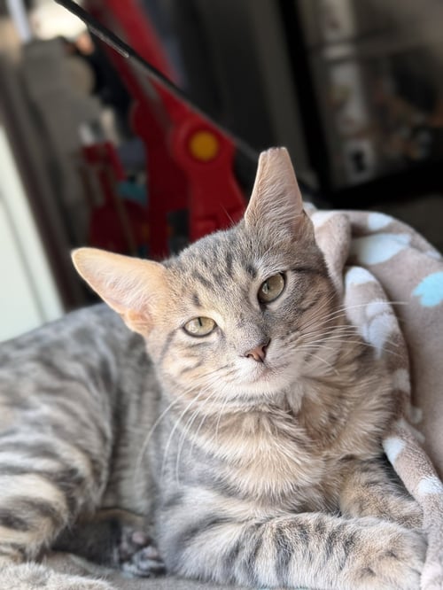 SUNNY - Domestic Short Hair available for adoption