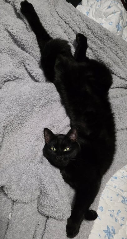 Sheba Image