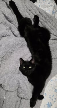 Sheba - Photo 1