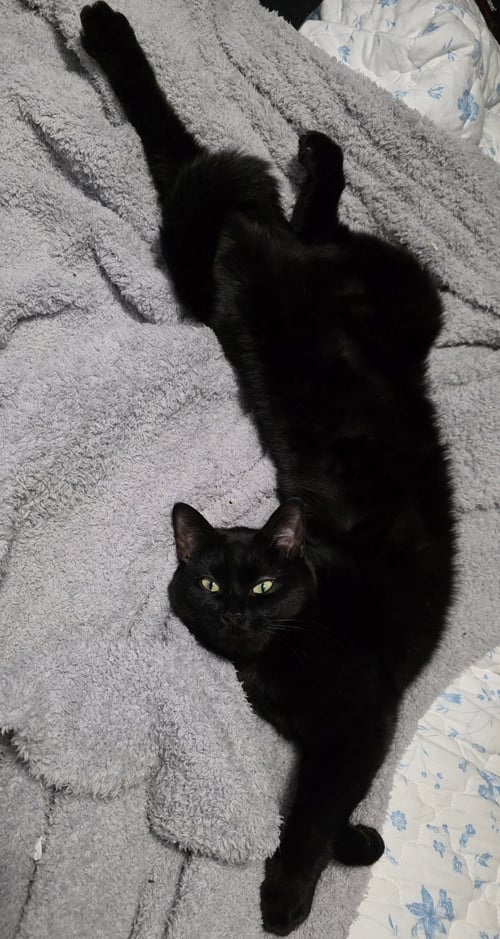SHEBA - Domestic Short Hair available for adoption