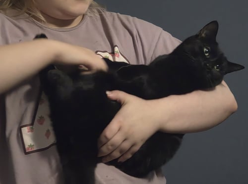 SHEBA - Domestic Short Hair available for adoption