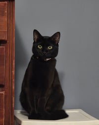 Sheba - Photo 6