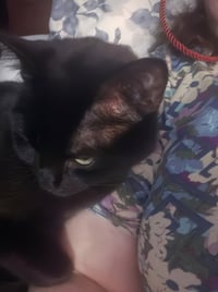 Sheba - Photo 4