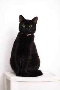 Sheba - Photo 3
