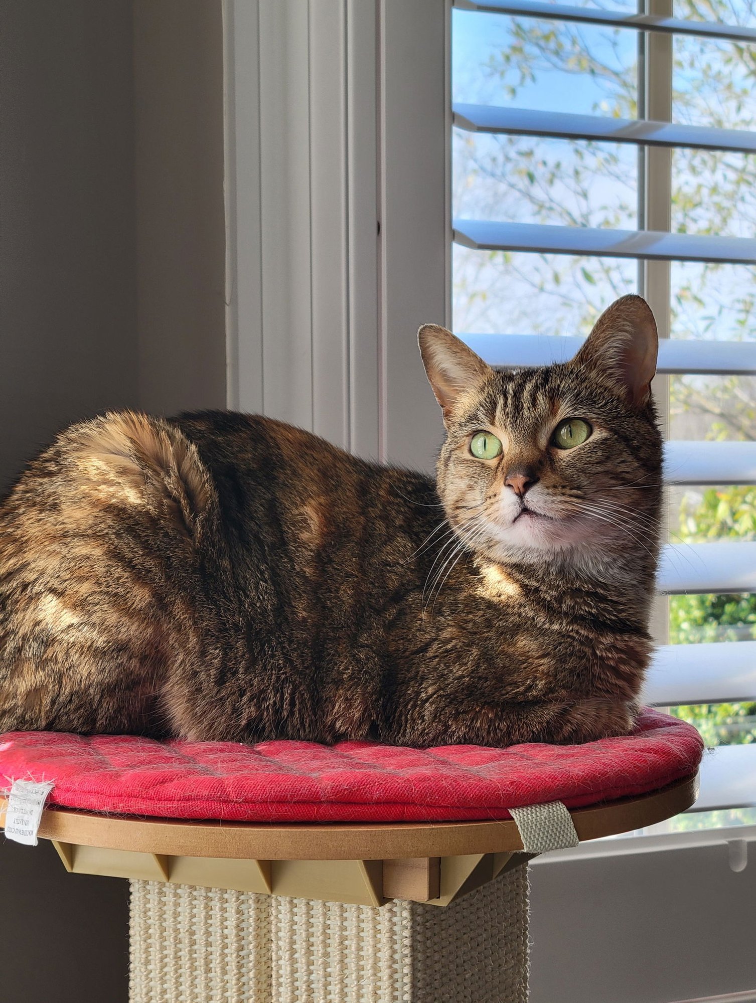DYANI - Domestic Short Hair / Torbie available for adoption