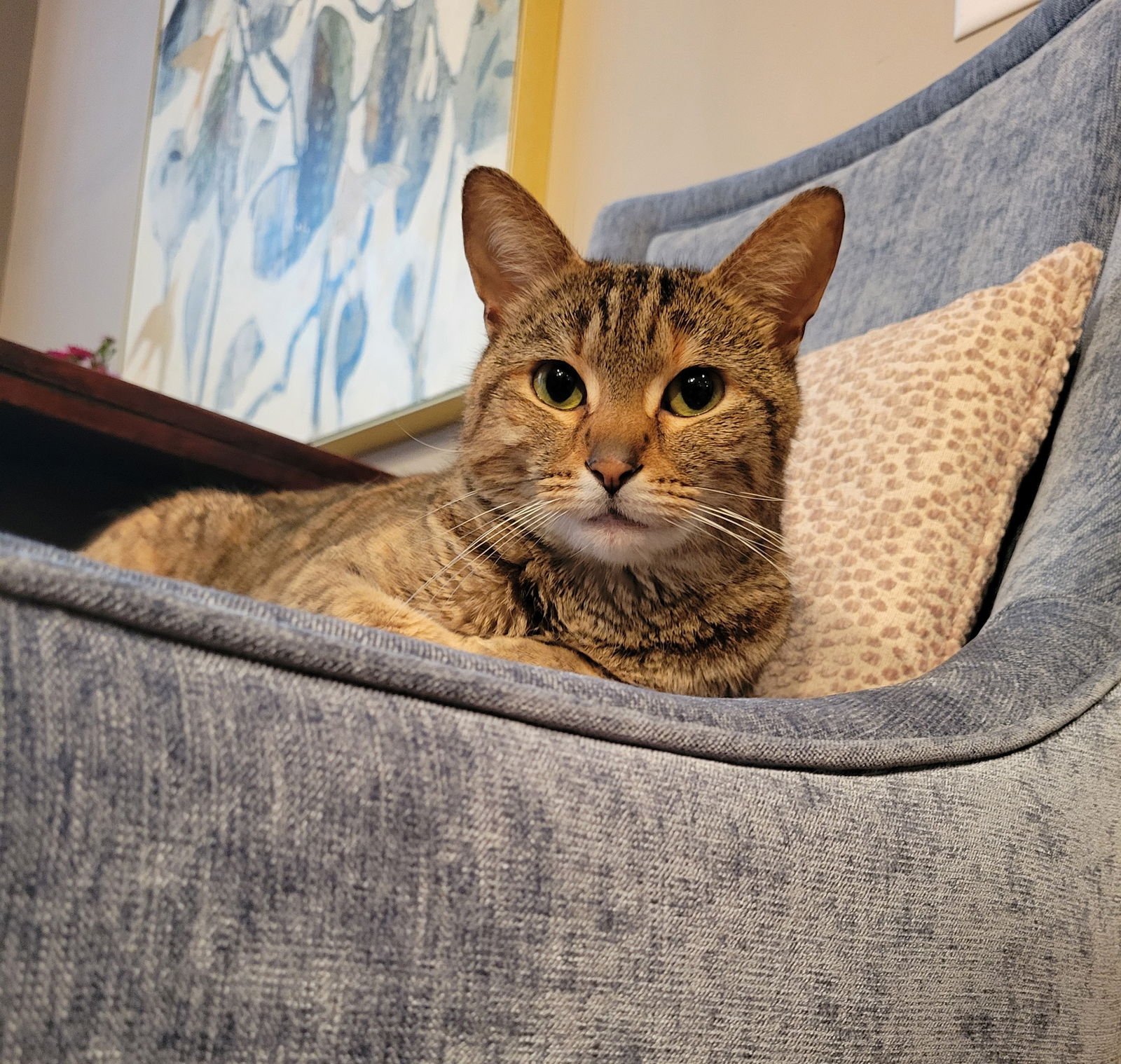 DYANI - Domestic Short Hair / Torbie available for adoption