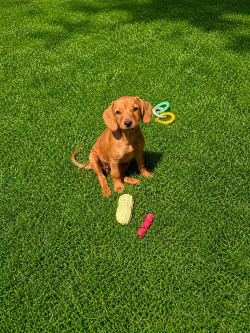 SKYE (F) - Dachshund / Hound available for adoption