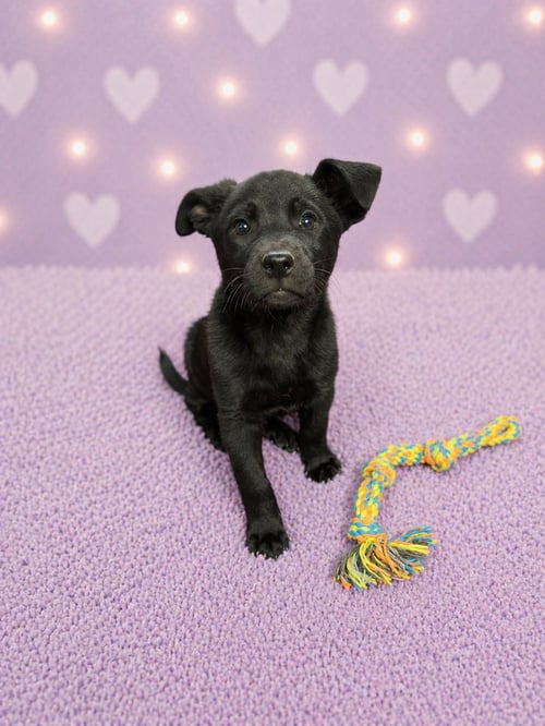 JANIS (F) - Labrador Retriever available for adoption