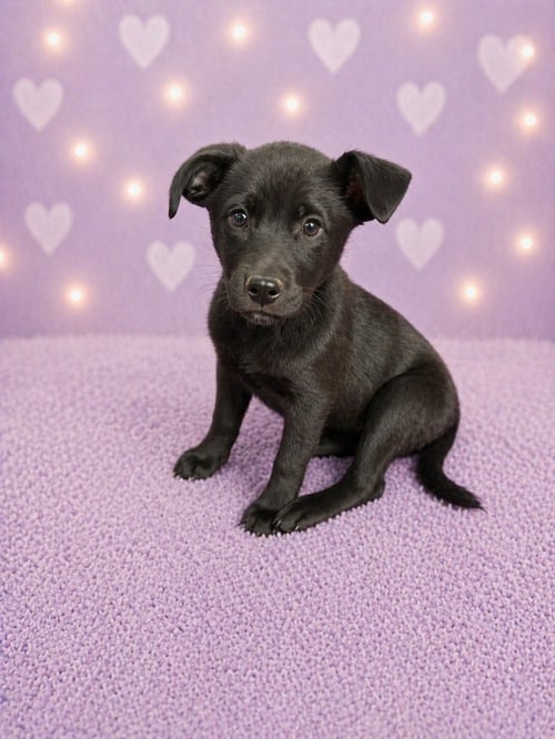 JANIS (F) - Labrador Retriever available for adoption