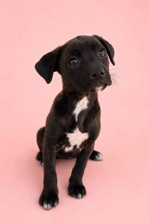 KIMBERLY - Australian Cattle Dog/Blue Heeler for adoption in Nashville