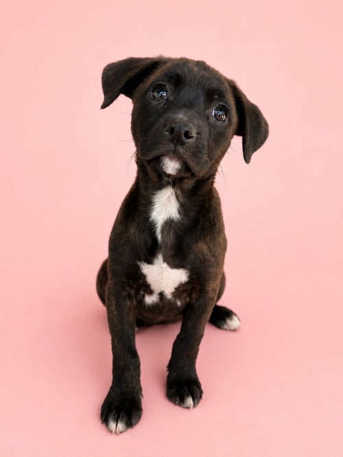 KIMBERLY - Australian Cattle Dog/Blue Heeler available for adoption
