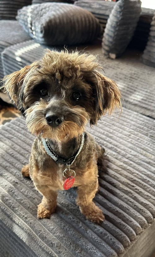 CHOKO (M)