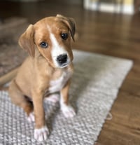 Hershey(f) - Photo 1