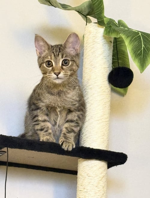 ARBY - Domestic Short Hair available for adoption